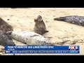 New push to remove sea lions from La Jolla Cove