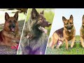 German Shepherd VS Shiloh Shepherd - Difference Between the two Dogs