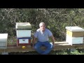 Honey bee removal and relocation