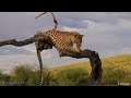 Wild Animals 4K Around the World • Relaxation Film by Peaceful Relaxing Music and Video Ultra HD