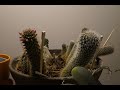 flowering cactus timelapse 2022 03 10