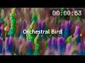 Orchestral Bird - The Tube