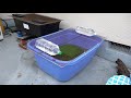 Created a turtle breeding facility that makes it easier to change water.