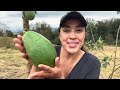 COLHENDO NOSSO PRIMEIRO MAMÃO | E TEMOS NOVIDADE! A NOTÍCIA QUE TODO MUNDO ESTAVA ESPERANDO!🍈🌱