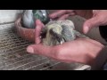 Banding Baby Pigeons