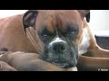 Boxer Puppies Begin to See (in HD)