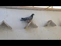 My 2018 pigeon loft update