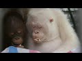 Alba: The World's Only Albino Orangutan | FULL Story | Love Nature