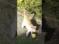 kitty boys playing ball!