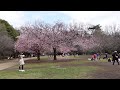 ミニウォーク（武蔵野市）井の頭公園（西園・文化交流広場）早咲きの桜を満喫 ❤　2024年3月7日（木）