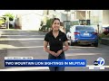 Caught on video: 2 sightings of mountain lion roaming through Milpitas neighborhoods