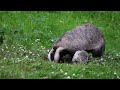 Wild Scottish Badger Digs Hole Searching For Buried Treasure