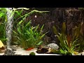 Relaxing Aquarium Fish Tank Sounds ~ NO MUSIC 🐟