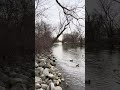 Ducks flying up river