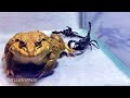 Amazing!! Asian Bullfrog With Big Black Scorpion! Warning Live Feeding