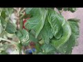 POMIDORY- nie zapomnij o nawożeniu w lipcu, nawóz naturalny to sposób na zdrowe pomidory w ogrodzie