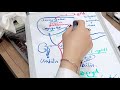 Heme degradation