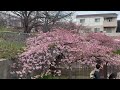 JAPAN  KYOTO  YODOSUIRO-KAWAZUZAKURA 【日本　京都　淀水路の河津桜】2024.3.2