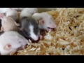 3 week old baby Rats.