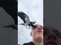 Dangerous bird stealing eye