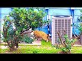 You Wouldn’t Believe How this Cat Climbs & Jumps in the Tree! #catlover #amazing #nature #viralvideo