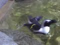 Swimming penguin