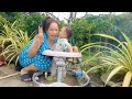 vườn dưa hấu tự mọc // thư thư vlog