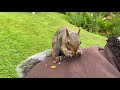 Abandoned squirrel to independent squirrel in 11 minutes.