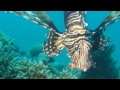 Frogfish & Lionfish