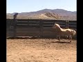 #2129 8yr old palomino mare, 14.2h, Silver king, NV