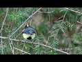 黃山雀公鳥鳴叫聲/Taiwan Yellow Tit Calling