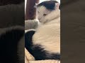 Singing with cats-Snookie lost his human
