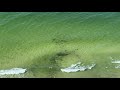 Hammerhead Shark Panama City Beach Florida