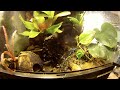 Azureus Poison Dart Frog Feeding GoPro HD