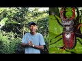 Details Stag beetle | Real or Fake @Cooking_with_yang