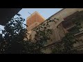 شجرة العصافير وقت المغرب🐦🐦🐦🐦Birds tree at Maghrib time