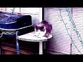 Why do Cats Love Sitting on Grills? #cat #catlover #animal #animallover #nature #viral #viralvideo