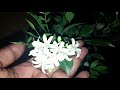 മരമുല്ല പരിപാലനം //Orange jasmine//Murraya paniculata plant care in malayalam