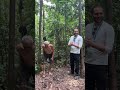 🤯 82 year old Brazilian man climbs açaí palm tree in 30 seconds, switches trees, & slides down FAST!