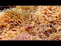 Ocean 4K - Beautiful Coral Reef Fish in Aquarium, Sea Animals for Relaxation -  4K Video Ultra HD #5