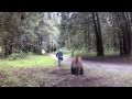 My son Tanner and the Grizzly bear