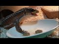 ＃オニプレートトカゲ004飼育動画