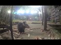 Opossum does some very expressive chewing of a meal of breadcrusts