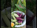 Organic brinjal harvest