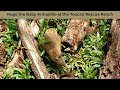 Baby Armadillo Learning to Forage