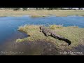 Wildlife Safari 4K - Scenic Animal Film With African Music