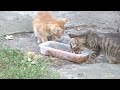 Two tiny kittens with mother cat