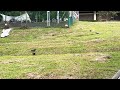 Wild Pigeons 2