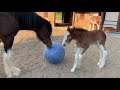 Cute Foal Plays with Ball