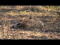 A collection of the best hunting clips from (Hippo, Buffalo, Lion, Elephant, Moose)